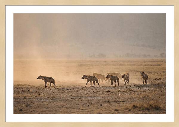Hyena Pack Hunting Together