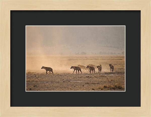 Hyena Pack Hunting Together