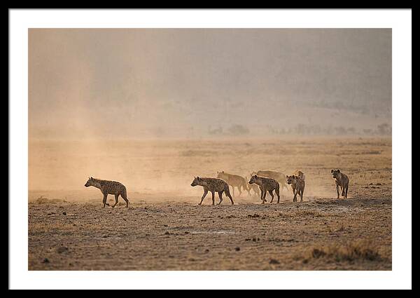 Hyena Pack Hunting Together