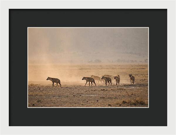 Hyena Pack Hunting Together