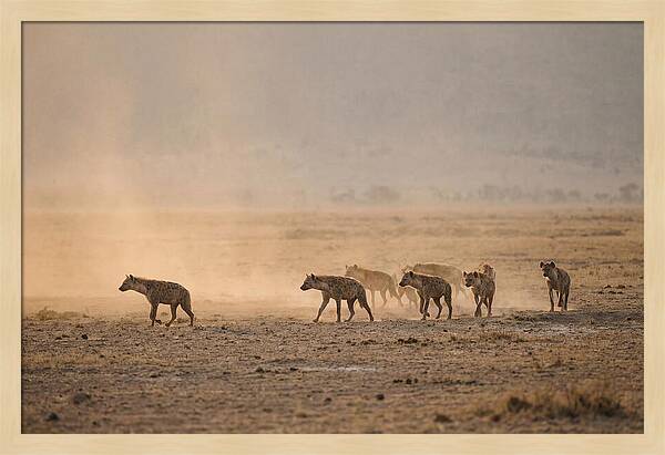 Hyena Pack Hunting Together