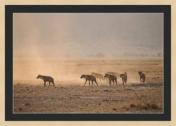 Hyena Pack Hunting Together