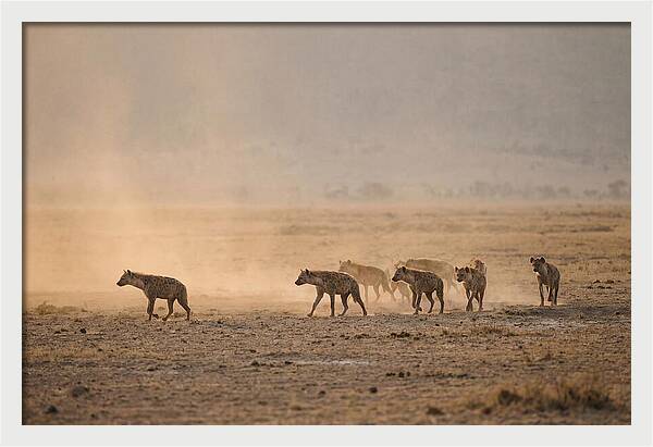 Hyena Pack Hunting Together