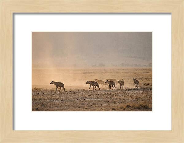 Hyena Pack Hunting Together