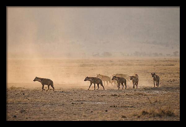 Hyena Pack Hunting Together
