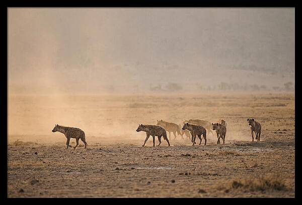 Hyena Pack Hunting Together