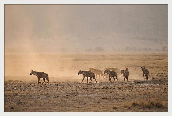 Hyena Pack Hunting Together