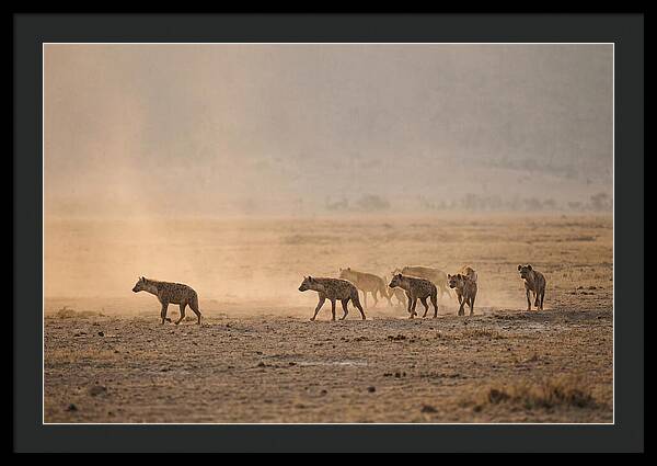 Hyena Pack Hunting Together