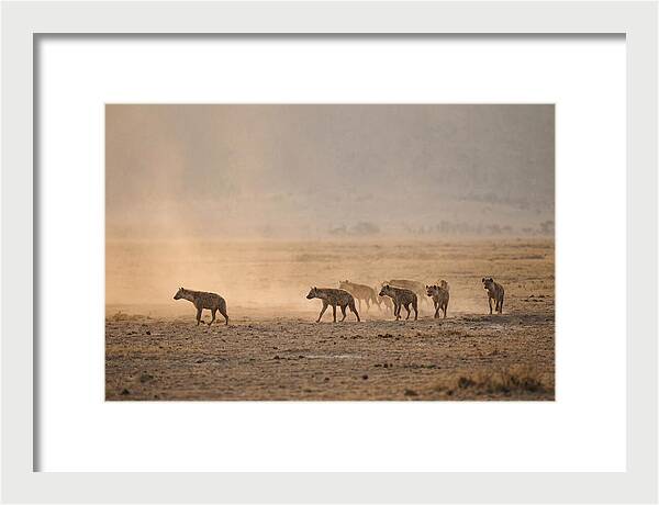 Hyena Pack Hunting Together