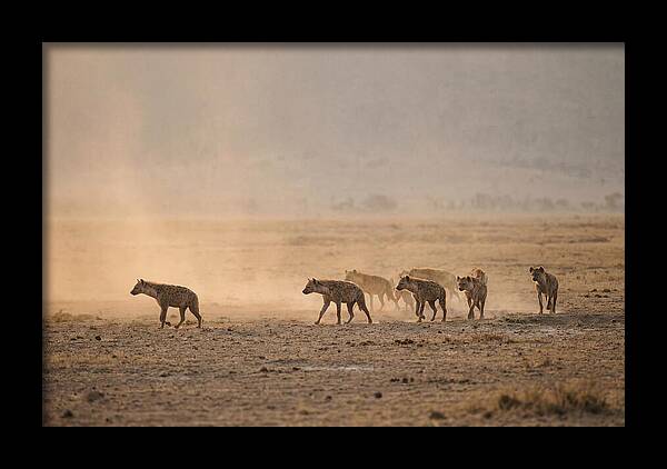 Hyena Pack Hunting Together