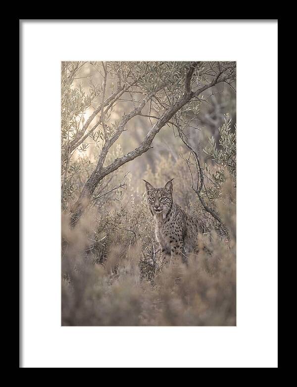 Iberian Lynx In Mediterranean Scrubland
