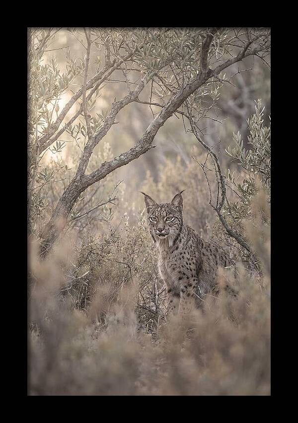 Iberian Lynx In Mediterranean Scrubland