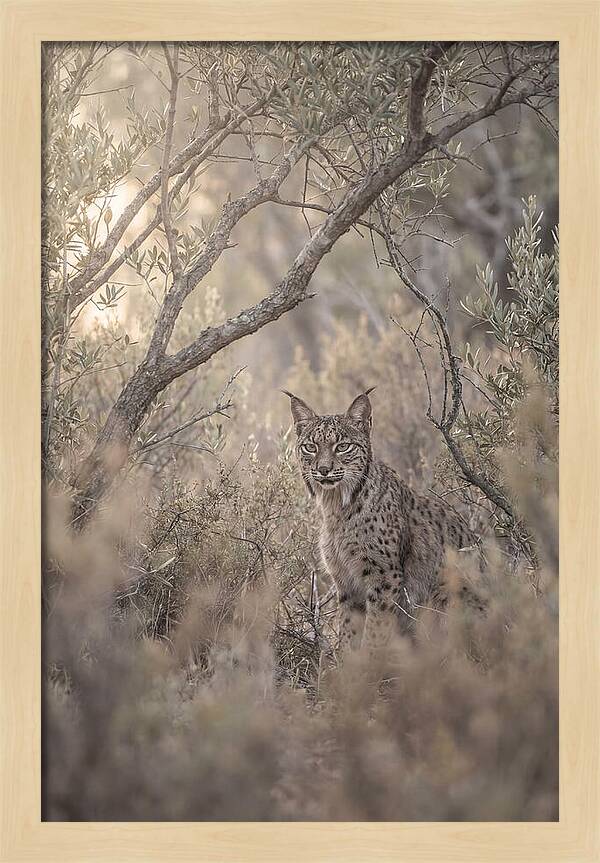 Iberian Lynx In Mediterranean Scrubland