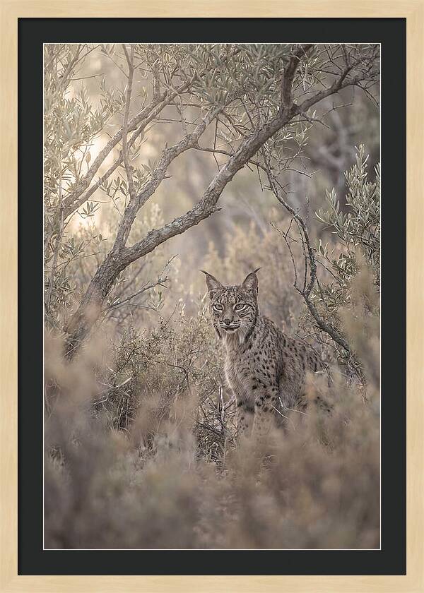 Iberian Lynx In Mediterranean Scrubland
