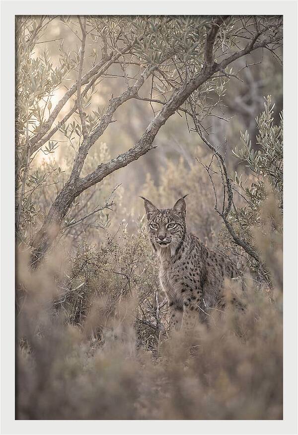 Iberian Lynx In Mediterranean Scrubland