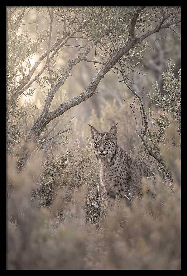 Iberian Lynx In Mediterranean Scrubland