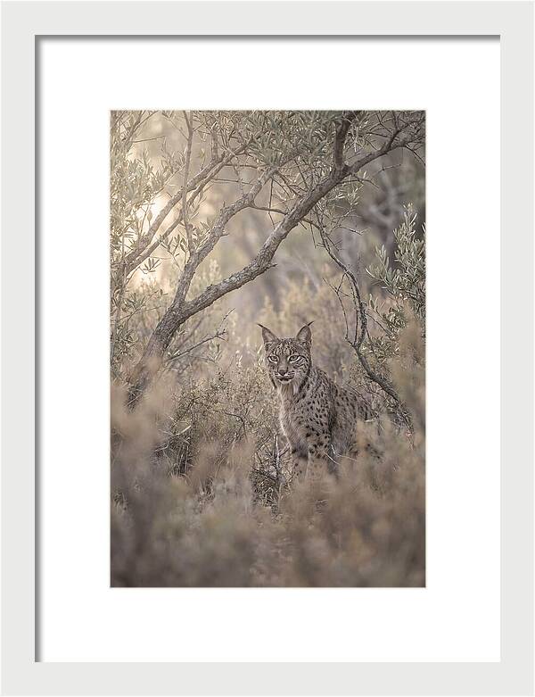 Iberian Lynx In Mediterranean Scrubland