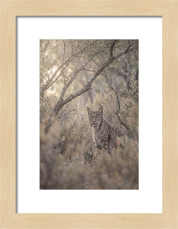 Iberian Lynx In Mediterranean Scrubland