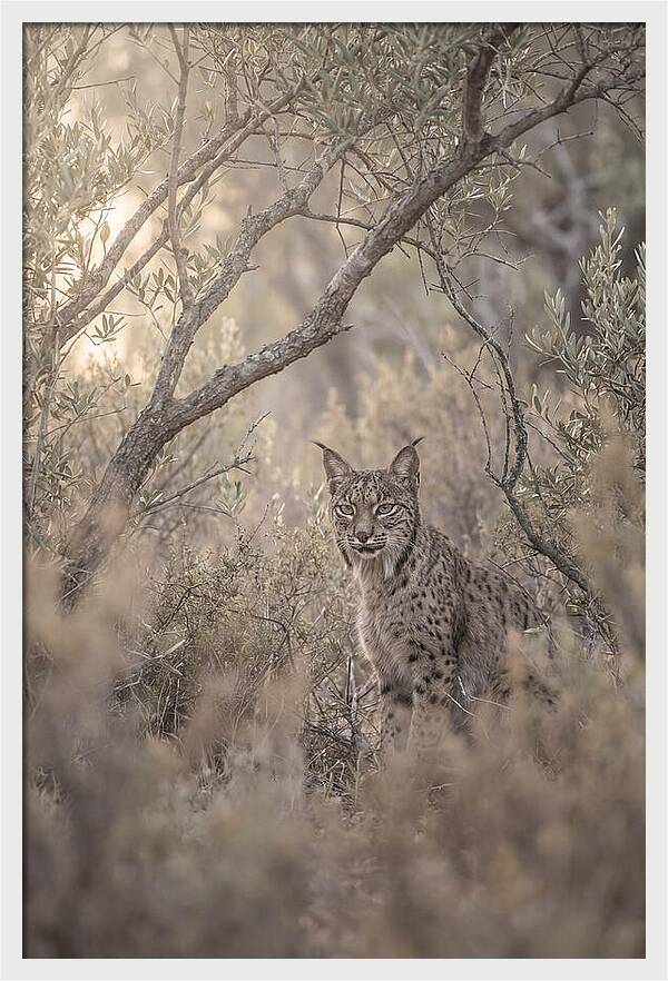 Iberian Lynx In Mediterranean Scrubland