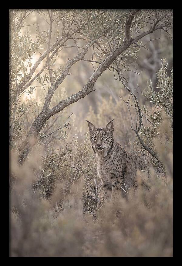 Iberian Lynx In Mediterranean Scrubland
