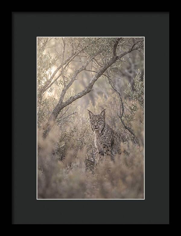 Iberian Lynx In Mediterranean Scrubland