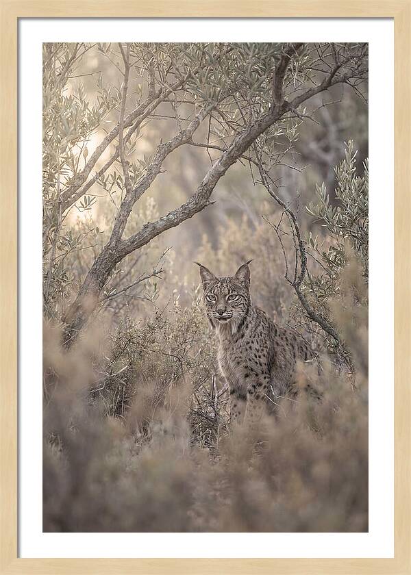 Iberian Lynx In Mediterranean Scrubland