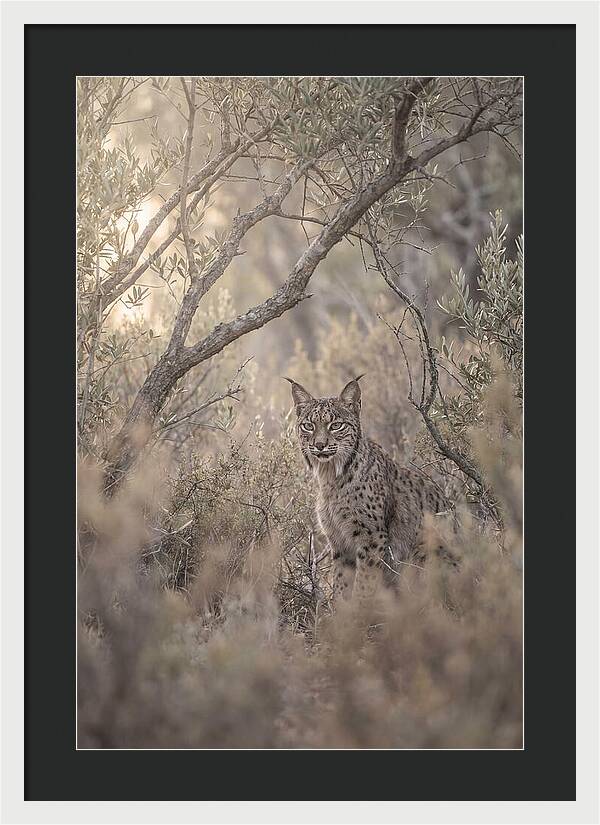 Iberian Lynx In Mediterranean Scrubland