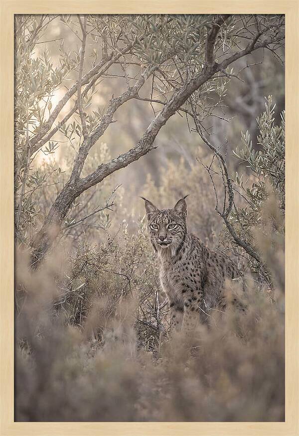 Iberian Lynx In Mediterranean Scrubland