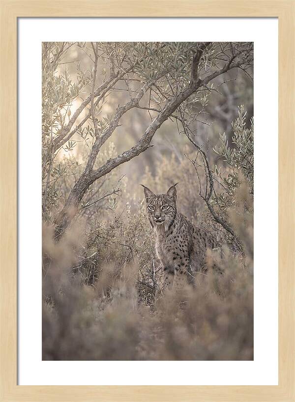 Iberian Lynx In Mediterranean Scrubland