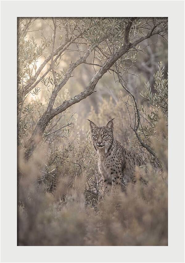 Iberian Lynx In Mediterranean Scrubland