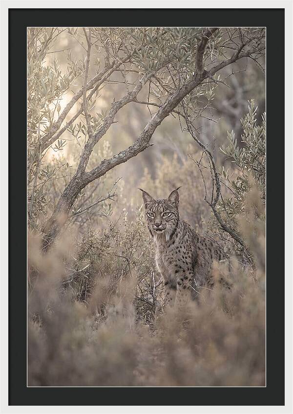 Iberian Lynx In Mediterranean Scrubland