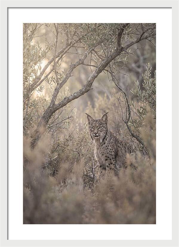 Iberian Lynx In Mediterranean Scrubland
