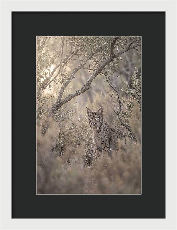 Iberian Lynx In Mediterranean Scrubland