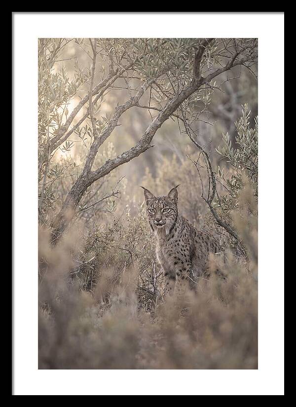 Iberian Lynx In Mediterranean Scrubland