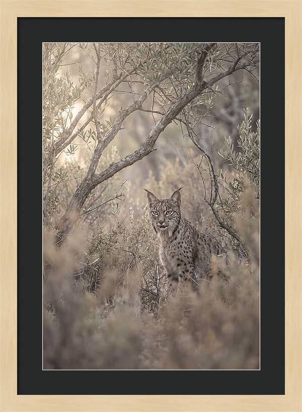 Iberian Lynx In Mediterranean Scrubland