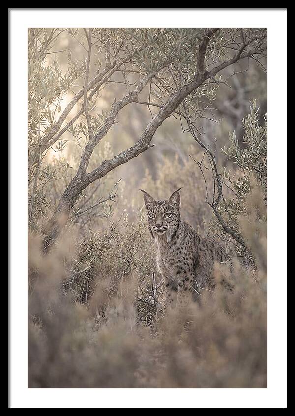Iberian Lynx In Mediterranean Scrubland