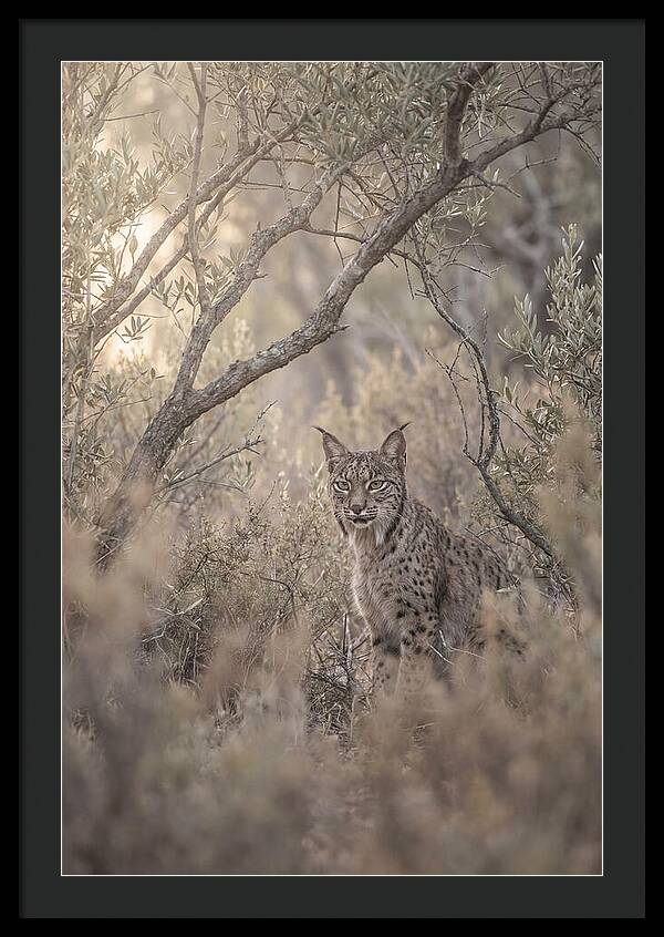 Iberian Lynx In Mediterranean Scrubland
