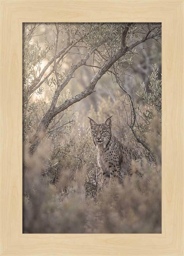 Iberian Lynx In Mediterranean Scrubland