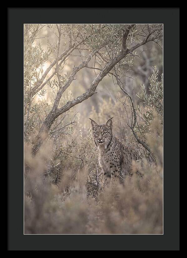 Iberian Lynx In Mediterranean Scrubland
