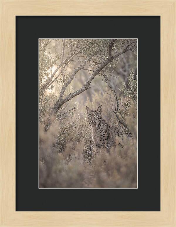Iberian Lynx In Mediterranean Scrubland