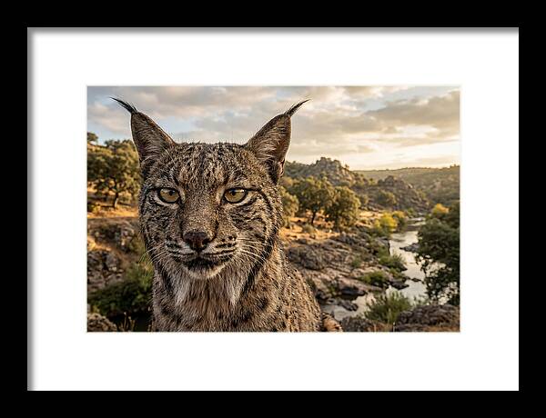 Iberian Lynx In Natural Habitat