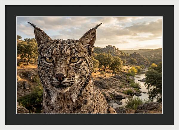Iberian Lynx In Natural Habitat