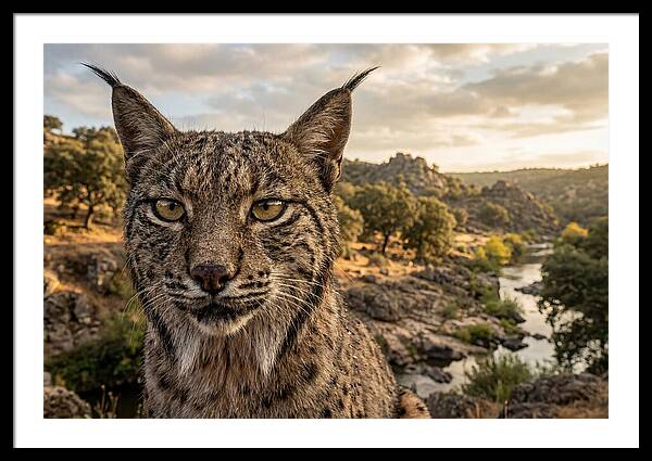 Iberian Lynx In Natural Habitat