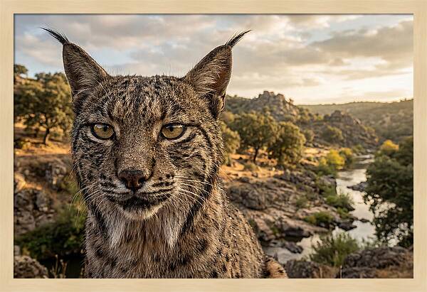 Iberian Lynx In Natural Habitat