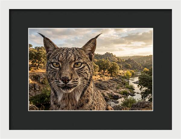 Iberian Lynx In Natural Habitat