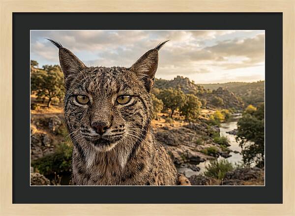 Iberian Lynx In Natural Habitat
