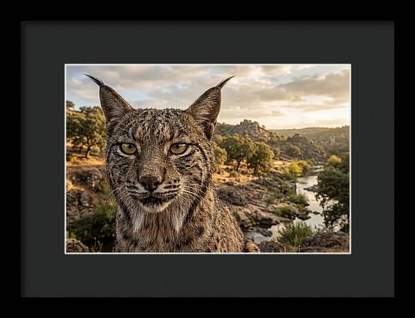 Iberian Lynx In Natural Habitat