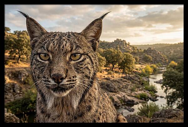 Iberian Lynx In Natural Habitat
