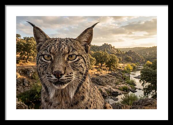 Iberian Lynx In Natural Habitat