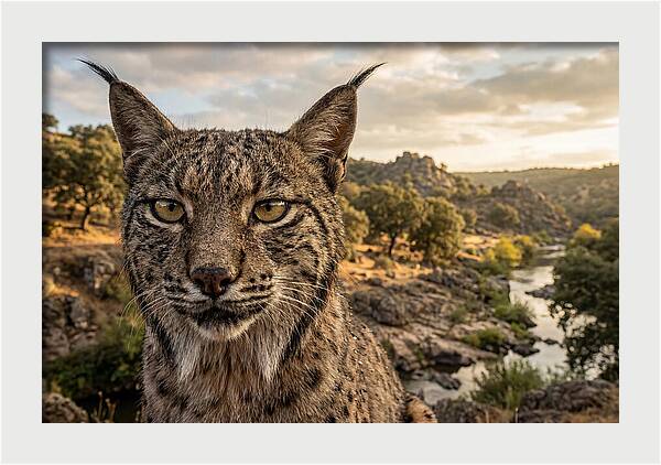 Iberian Lynx In Natural Habitat